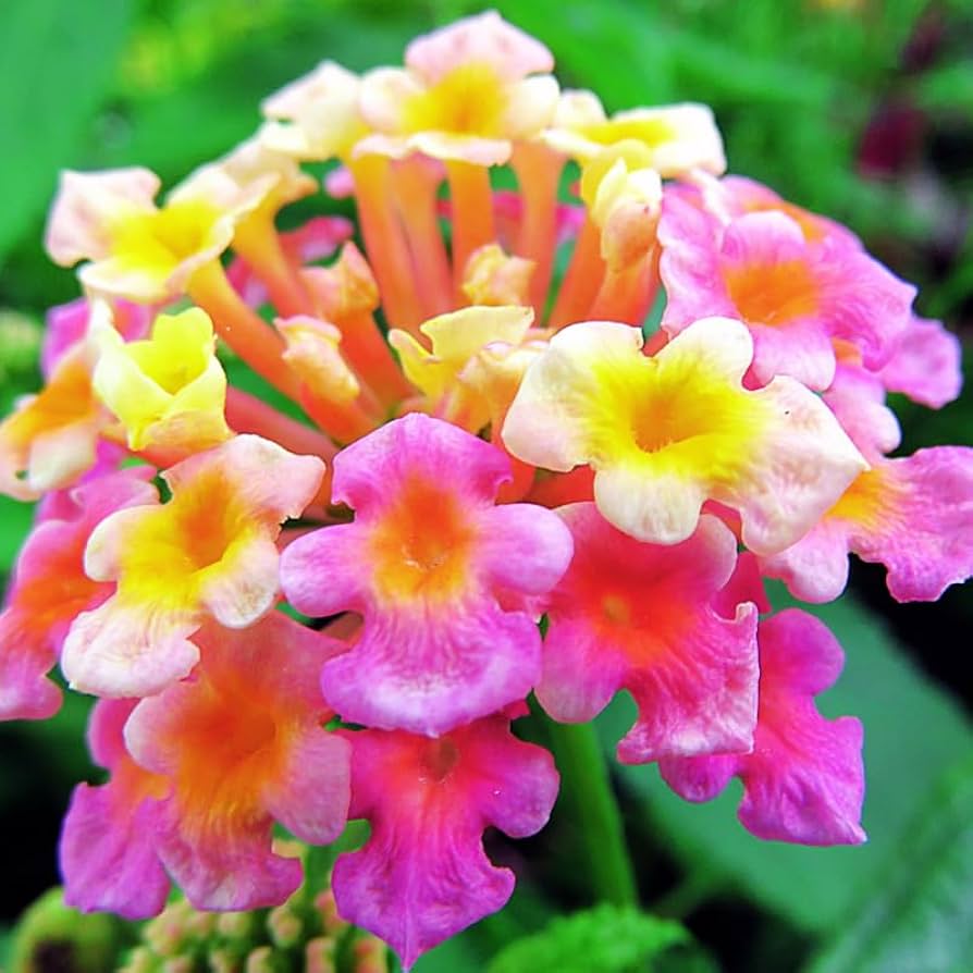 Amazon.com : Set 4 Mixed Color Lantana Plants Live for